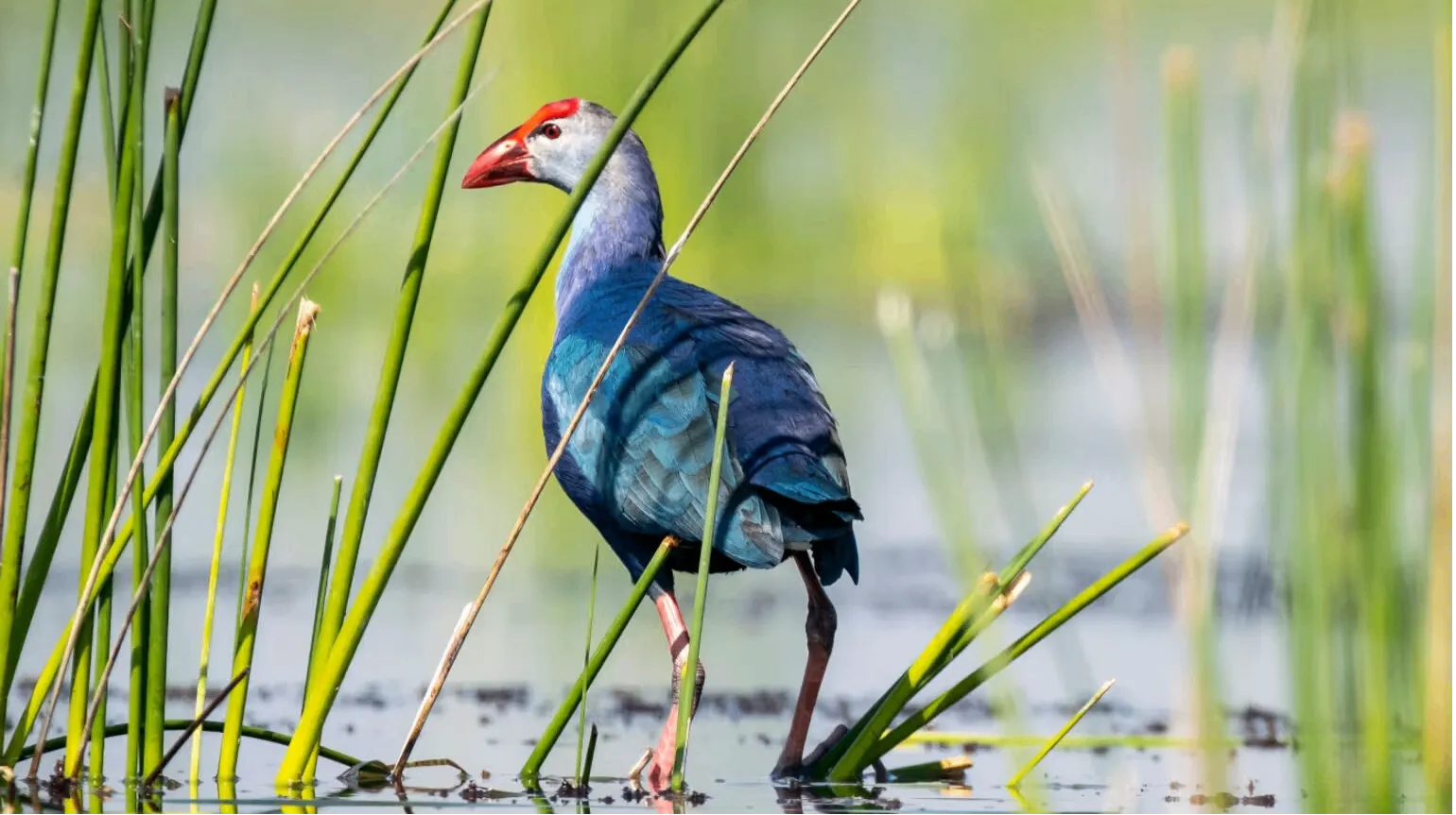 Sultanpur Bird Sanctuary
